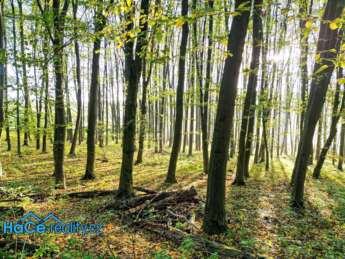 Prodej lesa 5655 m², Solnice – fotka 1 z 3