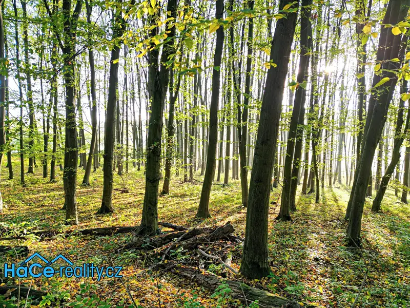 Prodej lesa 5655 m², Solnice – náhled fotky 1