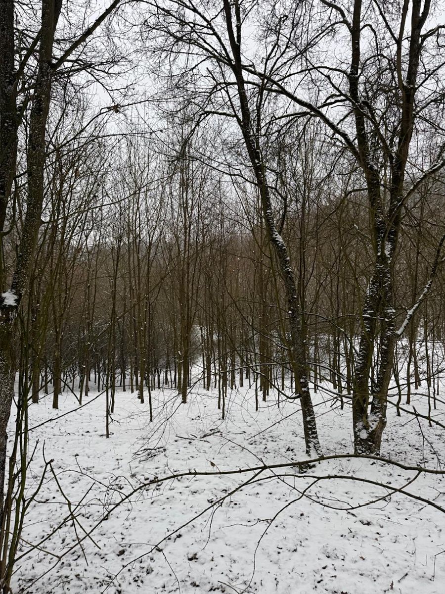 Prodej lesa 20326 m², Chotiměř – fotka 1 z 3