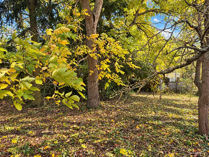 Prodej zahrady 800 m², Moravany – náhled fotky 3