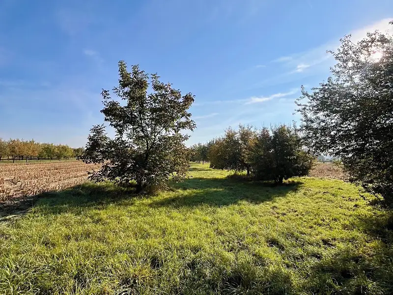 Prodej pole 448 m², Veselí nad Moravou – náhled fotky 1