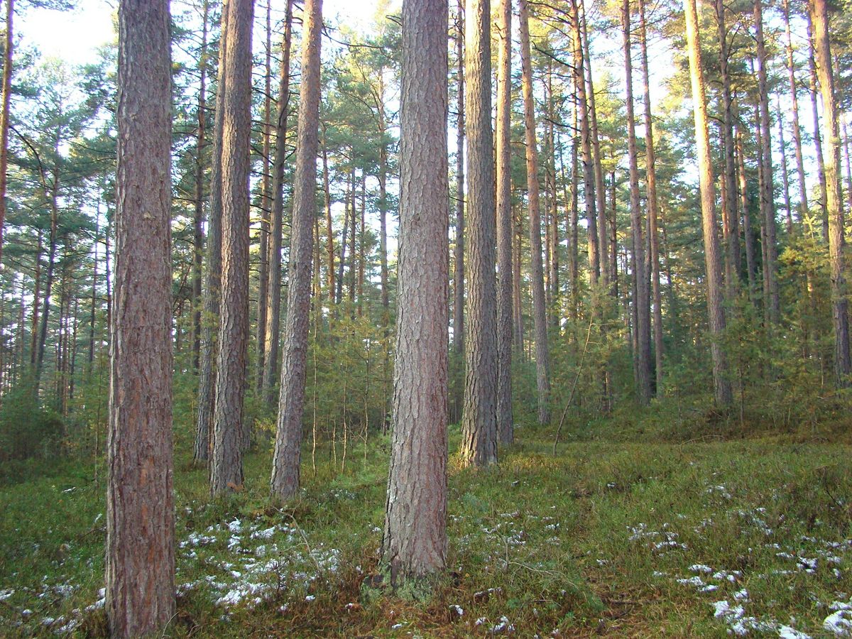 Prodej lesa 6032 m², Ločenice – fotka 1 z 3