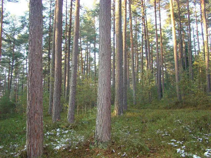 Prodej lesa 6032 m², Ločenice – náhled fotky 1