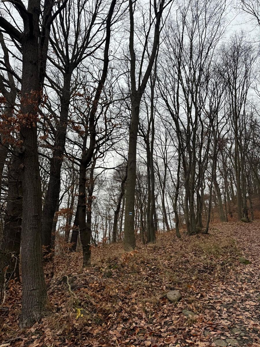 Prodej lesa 9837 m², Ústí nad Labem – fotka 1 z 3
