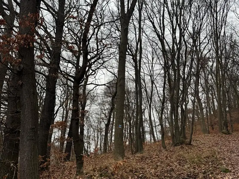 Prodej lesa 9837 m², Ústí nad Labem – náhled fotky 1