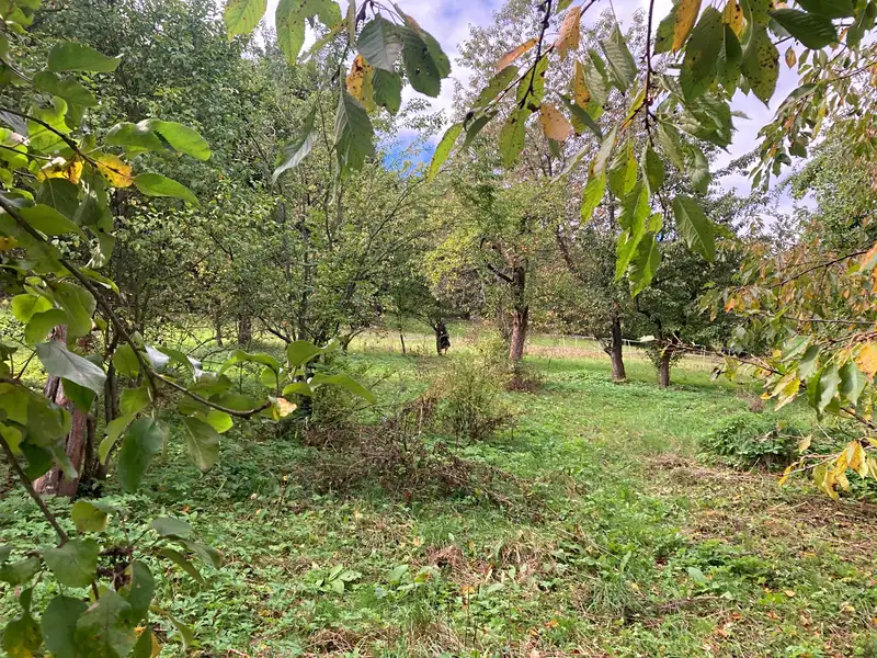 Prodej stavebního pozemku 1132 m², Plavy – náhled fotky 3