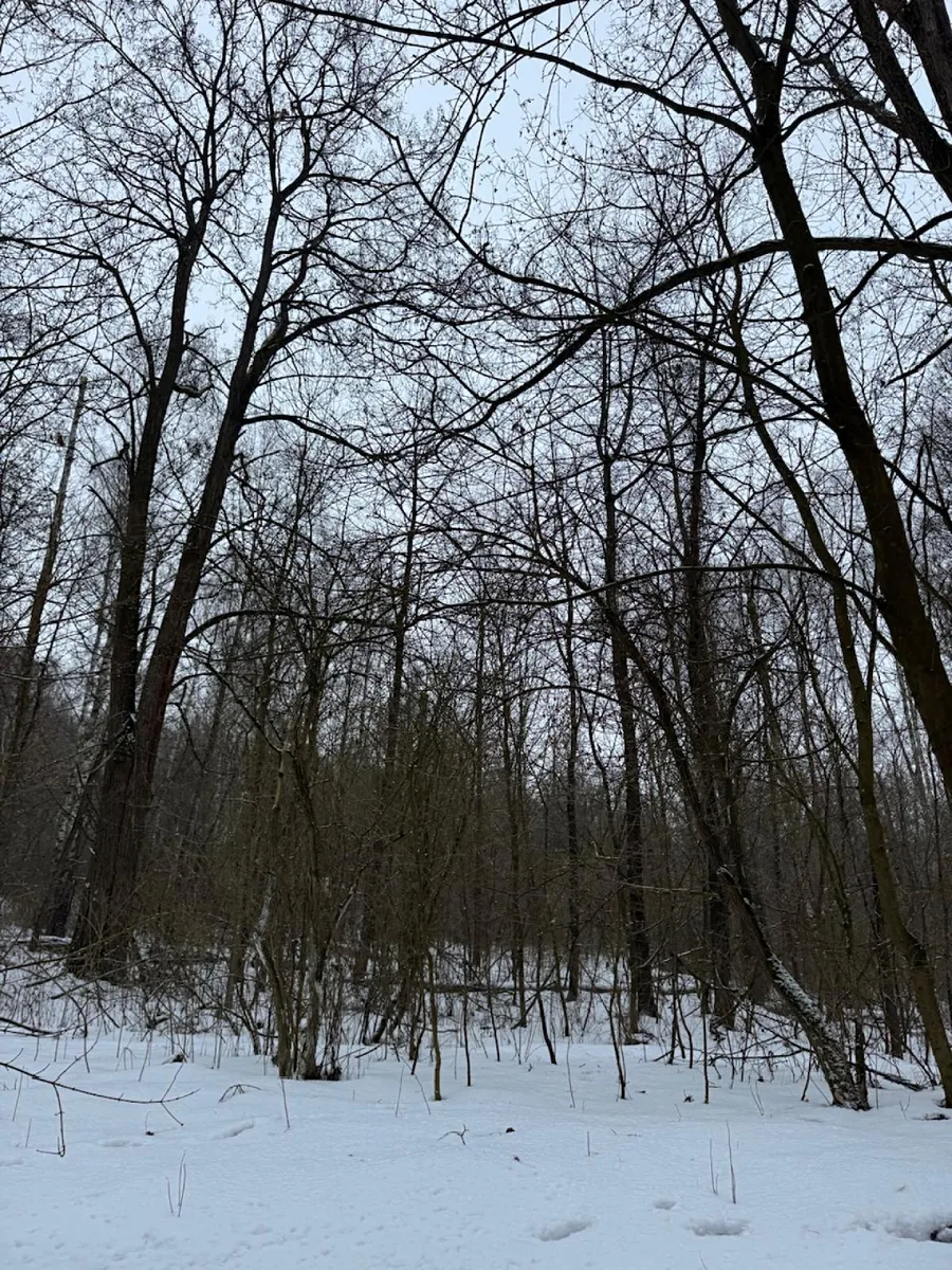 Prodej lesa 11441 m²