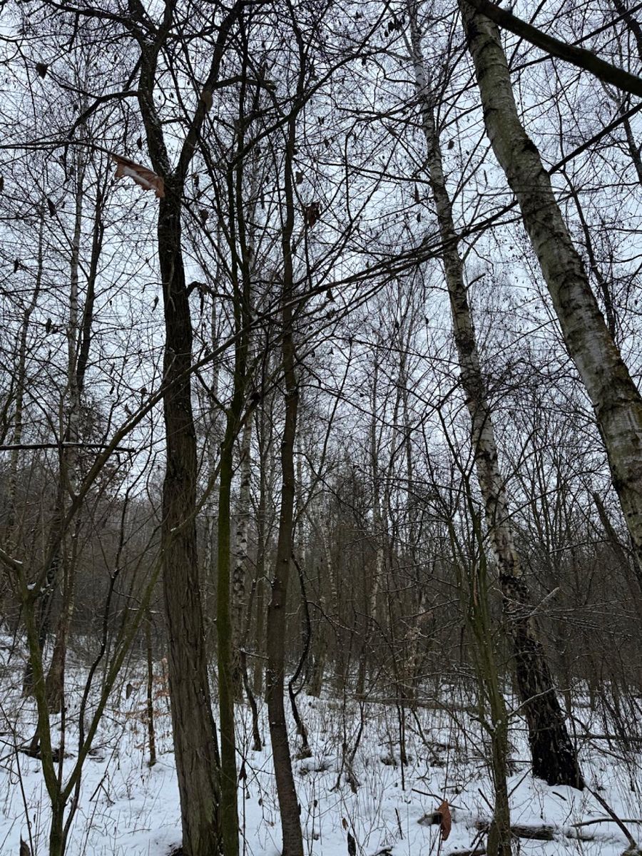 Prodej lesa 2714 m², Kralupy nad Vltavou – fotka 1 z 3