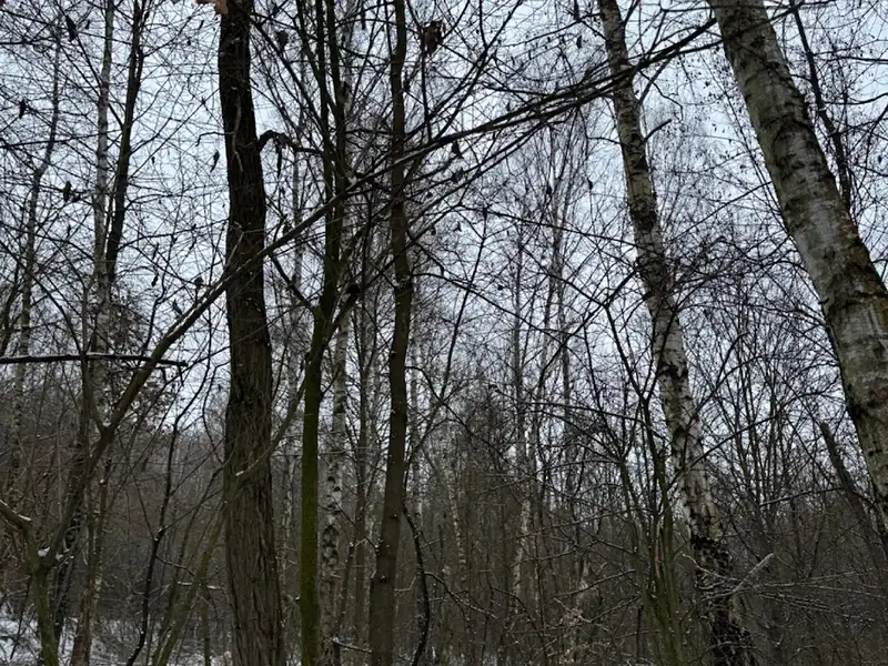 Prodej lesa 2714 m², Kralupy nad Vltavou – náhled fotky 1