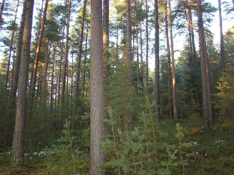 Prodej lesa 6032 m², Ločenice – náhled fotky 3