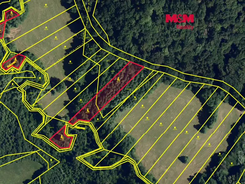 Prodej lesa 3765 m², Ruprechtov – náhled fotky 1