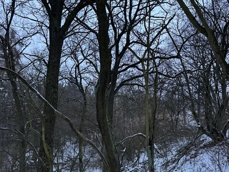 Prodej lesa 2714 m², Kralupy nad Vltavou – náhled fotky 3