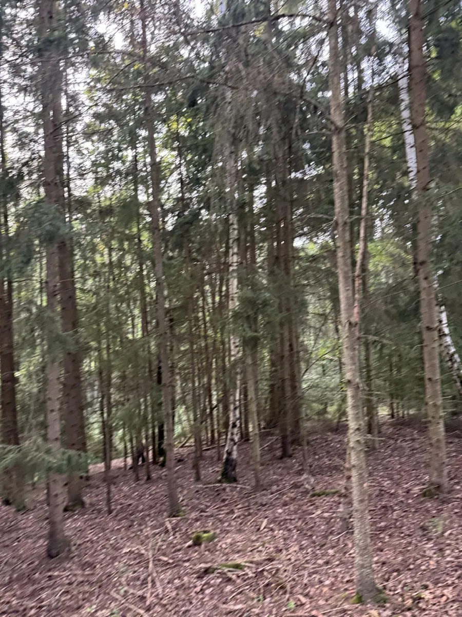Prodej rybníku (vodní plochy) 3145 m²