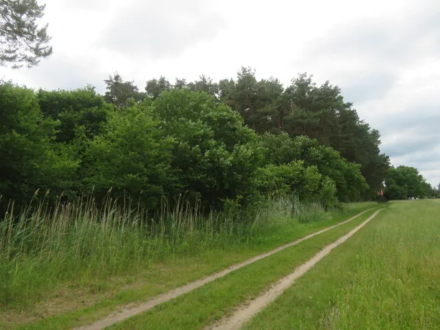 Dražba lesa 3862 m²